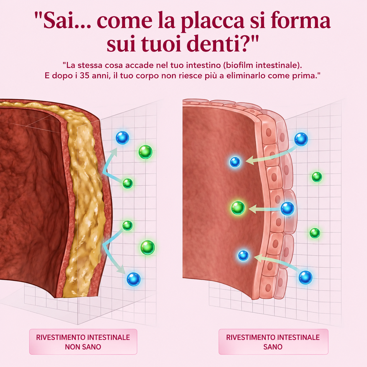 Reven labs - per il biofilm intestinale