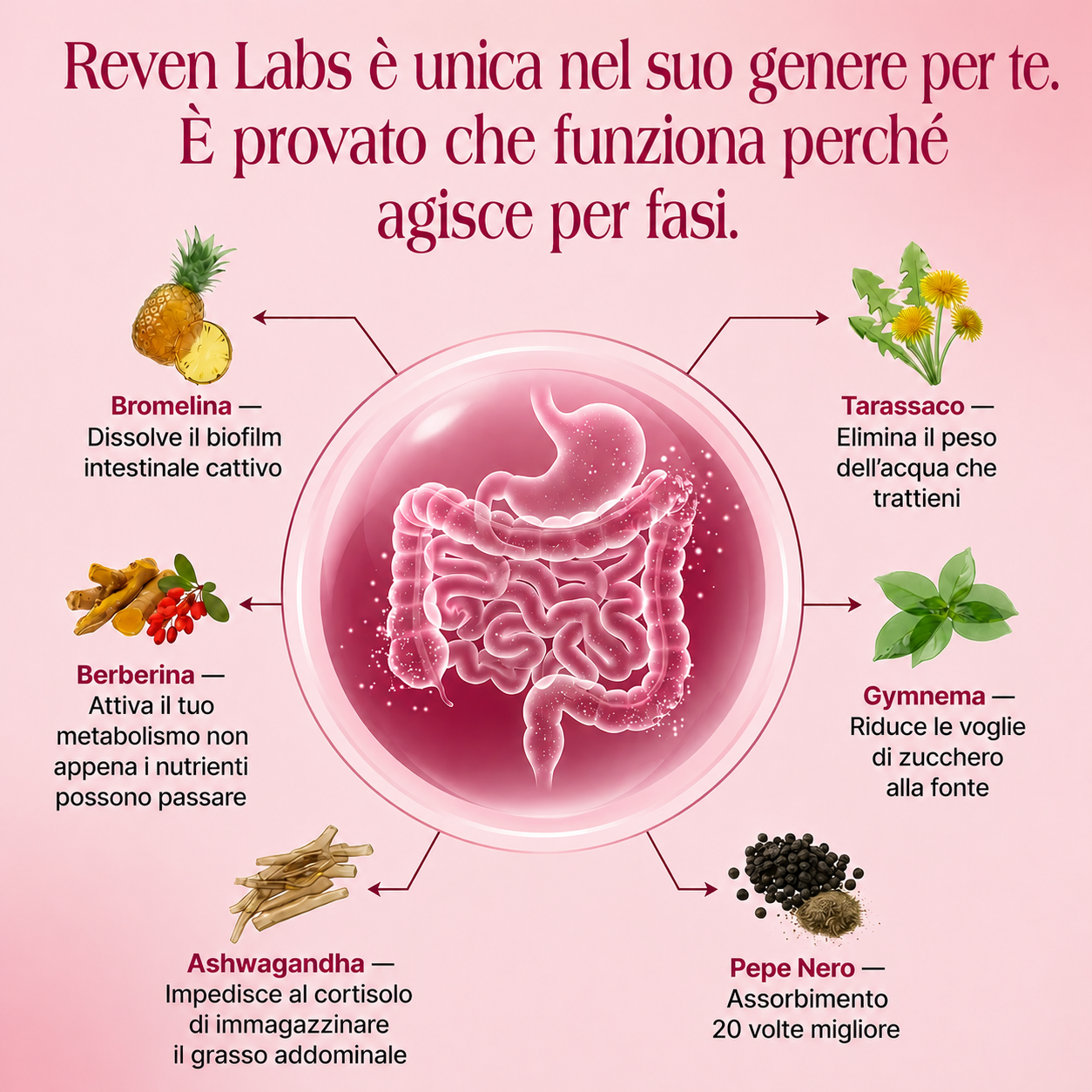 Reven labs - per il biofilm intestinale